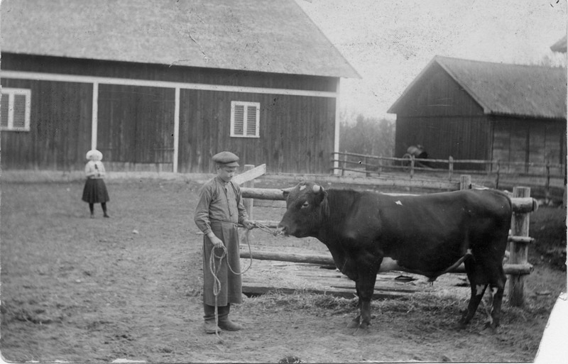 Jan som pojke med tjuren Hero p Katrinedals herrgrd i vergran dr fadern var ladugrdsfrman. 